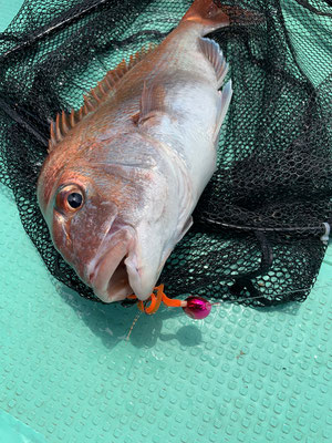 さんさん丸 釣果