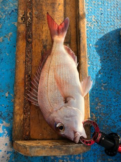 幸吉丸 釣果