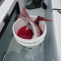 遊漁船ブルーウッズ 釣果