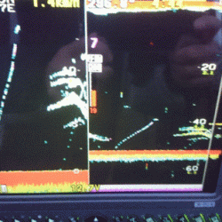 遊漁船ブルーウッズ 釣果