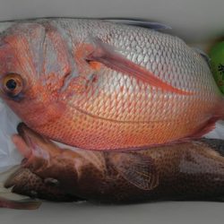 遊漁船 新鋭丸 釣果