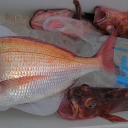 遊漁船 新鋭丸 釣果