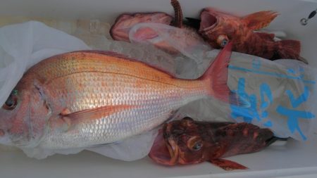 遊漁船 新鋭丸 釣果