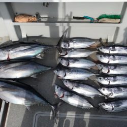 へいみつ丸 釣果
