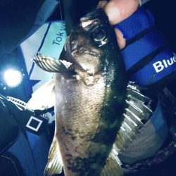 がまかつ　うきまろレポ　in島根半島の堤防釣り