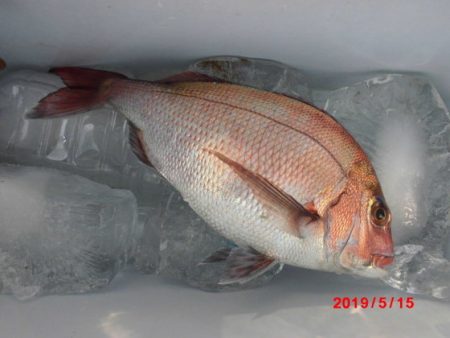 大進丸（新潟） 釣果