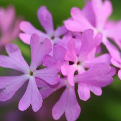 小菅トラウトガーデン 釣果