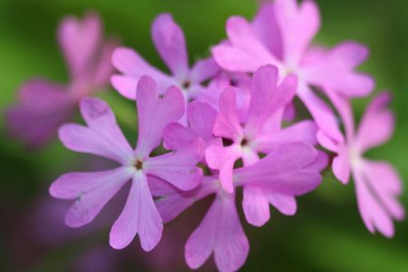 小菅トラウトガーデン 釣果