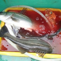 第二むつ漁丸 釣果