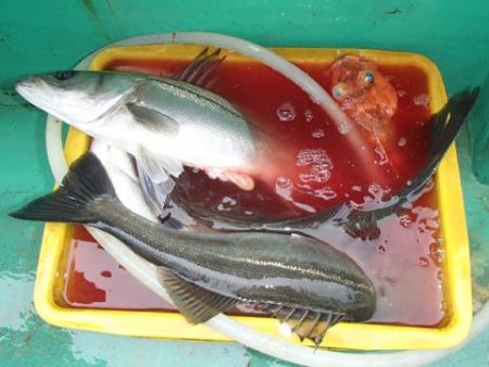 第二むつ漁丸 釣果