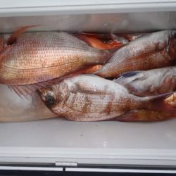 第二むつ漁丸 釣果