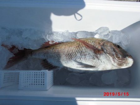 大進丸（新潟） 釣果