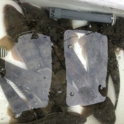 Magic（マジック） 釣果