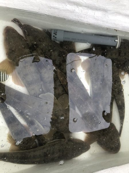 Magic（マジック） 釣果