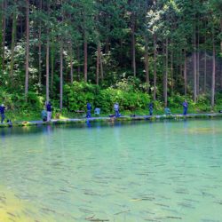 小菅トラウトガーデン 釣果