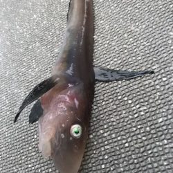 へいみつ丸 釣果