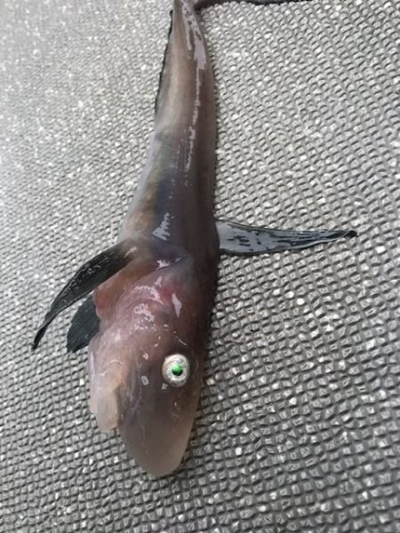 へいみつ丸 釣果