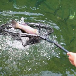 小菅トラウトガーデン 釣果