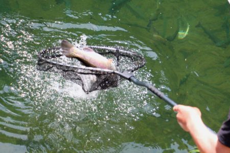 小菅トラウトガーデン 釣果