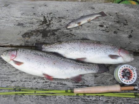 高萩ふれあいの里フィッシングエリア 釣果
