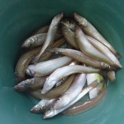 遊漁船 幸友丸 釣果