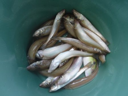 遊漁船 幸友丸 釣果