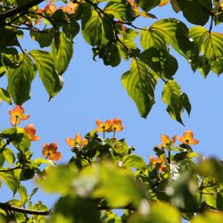 小菅トラウトガーデン 釣果