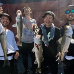 シーマジカル 釣果