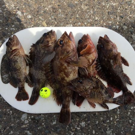 福井でサビキ＆胴突き　うきまろモニターに挑戦！