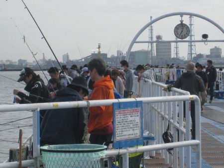 オリジナルメーカー海づり公園(市原市海づり施設) 釣果