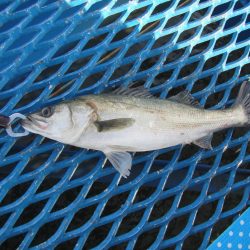 オリジナルメーカー海づり公園(市原市海づり施設) 釣果