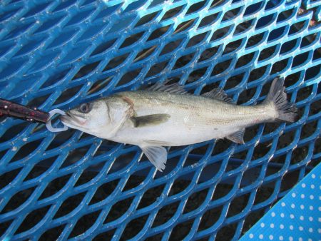 オリジナルメーカー海づり公園(市原市海づり施設) 釣果