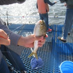 オリジナルメーカー海づり公園(市原市海づり施設) 釣果