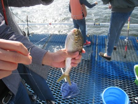 オリジナルメーカー海づり公園(市原市海づり施設) 釣果