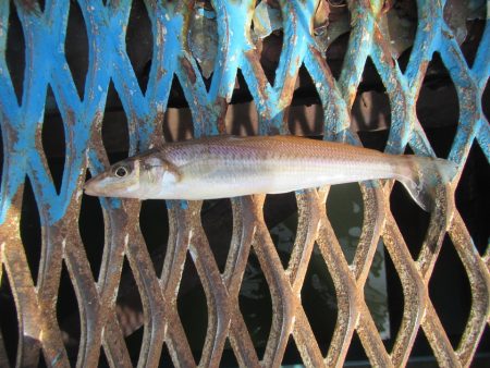 オリジナルメーカー海づり公園(市原市海づり施設) 釣果