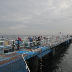 オリジナルメーカー海づり公園(市原市海づり施設) 釣果