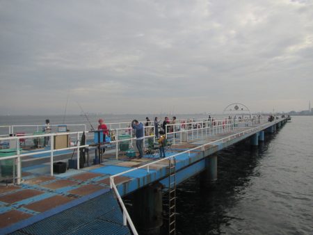オリジナルメーカー海づり公園(市原市海づり施設) 釣果