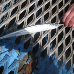 オリジナルメーカー海づり公園(市原市海づり施設) 釣果