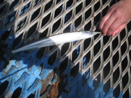 オリジナルメーカー海づり公園(市原市海づり施設) 釣果