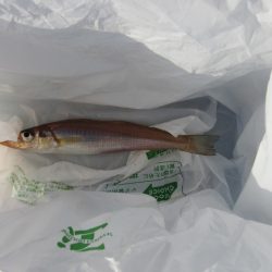 オリジナルメーカー海づり公園(市原市海づり施設) 釣果