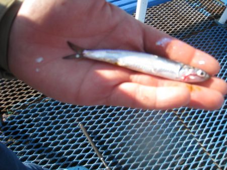 オリジナルメーカー海づり公園(市原市海づり施設) 釣果