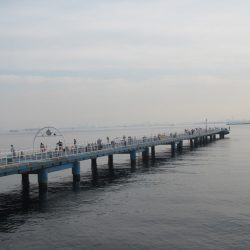オリジナルメーカー海づり公園(市原市海づり施設) 釣果