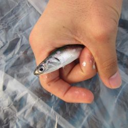 オリジナルメーカー海づり公園(市原市海づり施設) 釣果