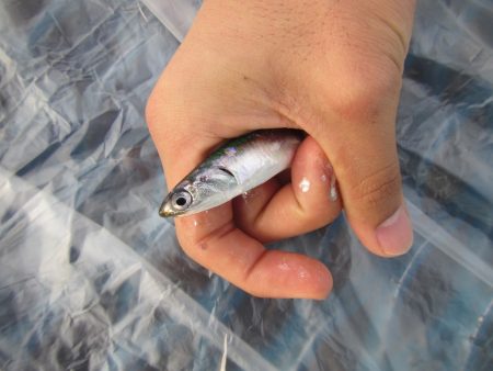 オリジナルメーカー海づり公園(市原市海づり施設) 釣果