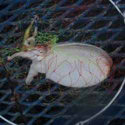 オリジナルメーカー海づり公園(市原市海づり施設) 釣果