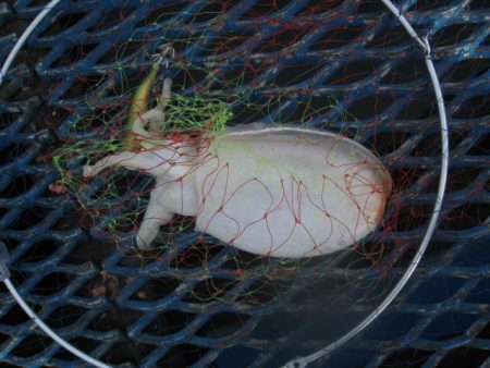 オリジナルメーカー海づり公園(市原市海づり…