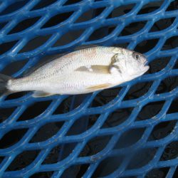 オリジナルメーカー海づり公園(市原市海づり施設) 釣果