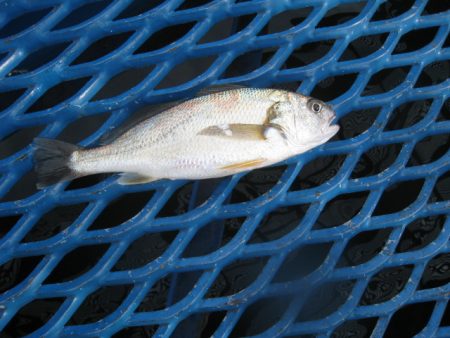 オリジナルメーカー海づり公園(市原市海づり施設) 釣果