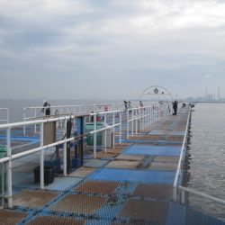 オリジナルメーカー海づり公園(市原市海づり施設) 釣果