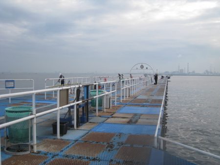 オリジナルメーカー海づり公園(市原市海づり施設) 釣果